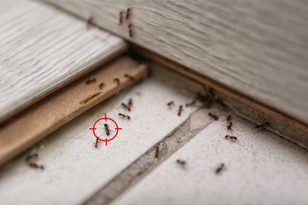 Best Pest Control for Restaurants  in Petersburg, WV