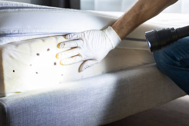 Best Cockroach Control Services  in Petersburg, WV