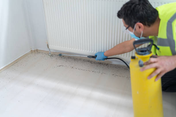 Best Flea Control Services  in Petersburg, WV