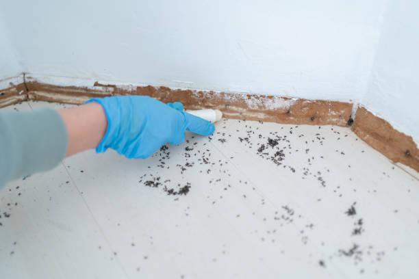 Best Emergency Pest Control  in Petersburg, WV